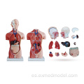 Modelo de anatomía de torso masculino